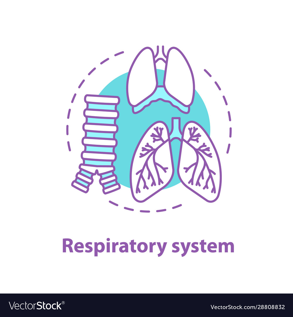 Respirator System Anatomie Konzept Ikone