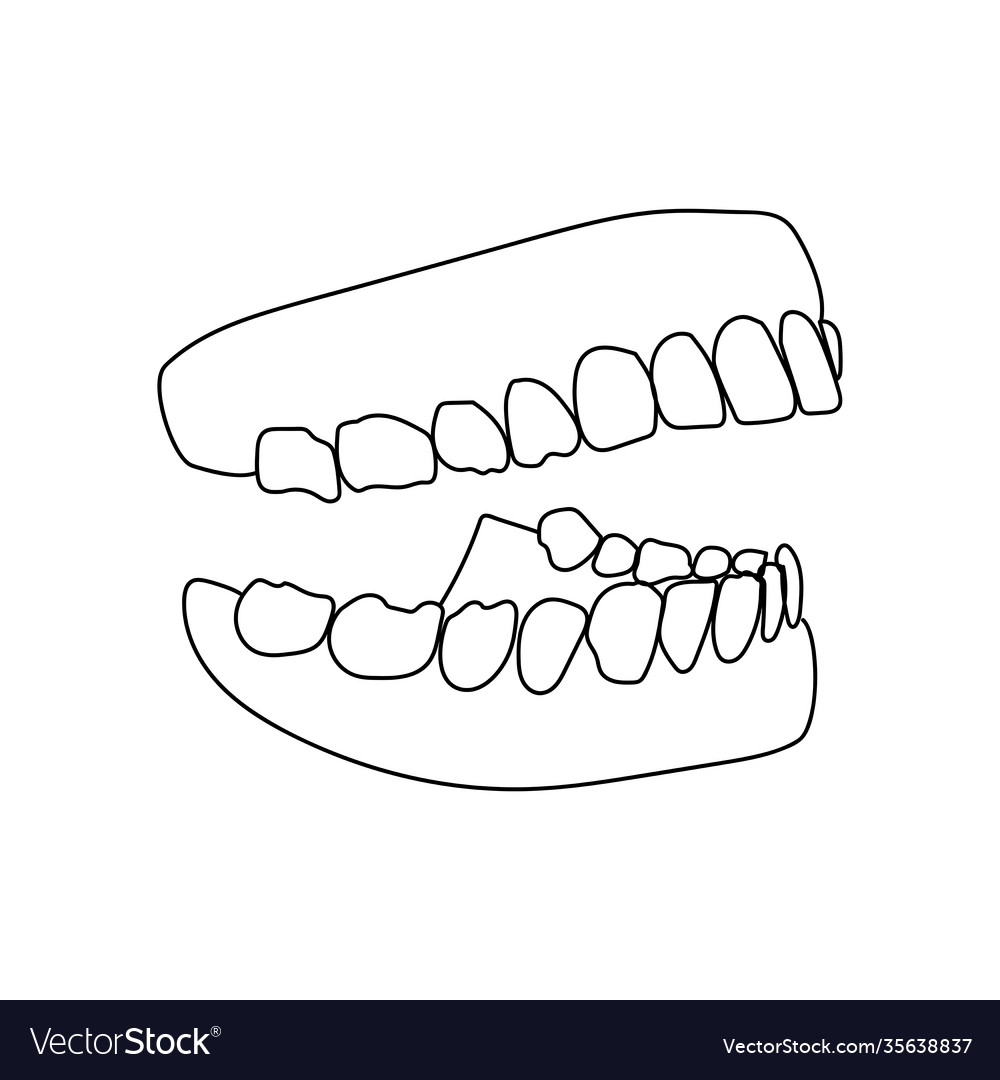 Human jaw with teeth mouth model outline Vector Image