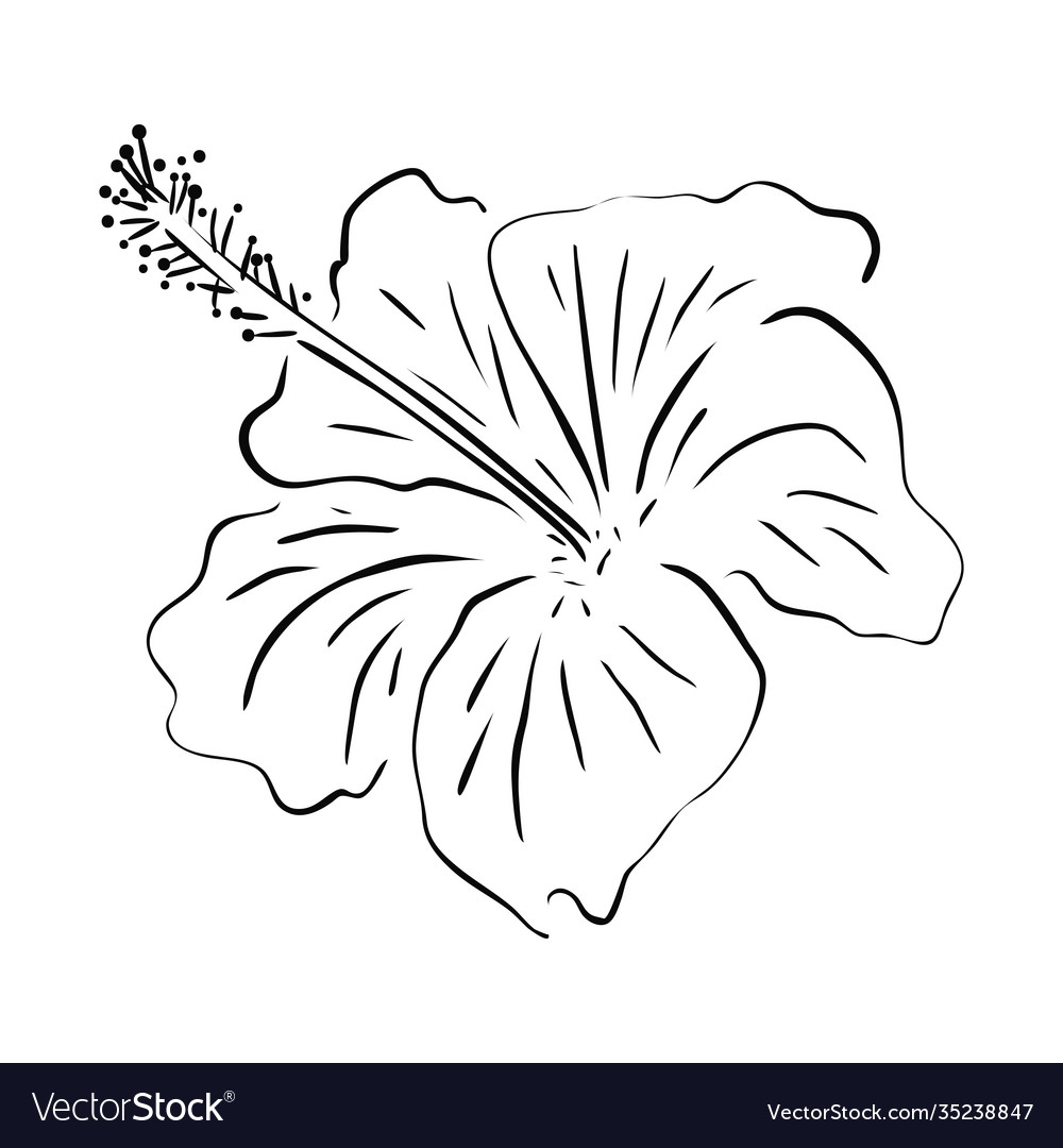 Hibiscus Flower Puerto Rico | Best Flower Site