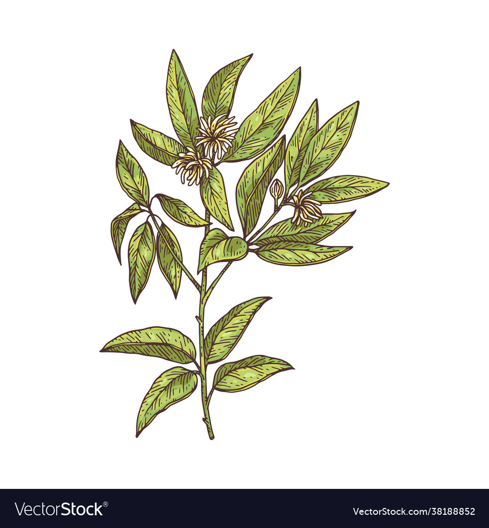 Anise branch with flowers and leaves engraving Vector Image