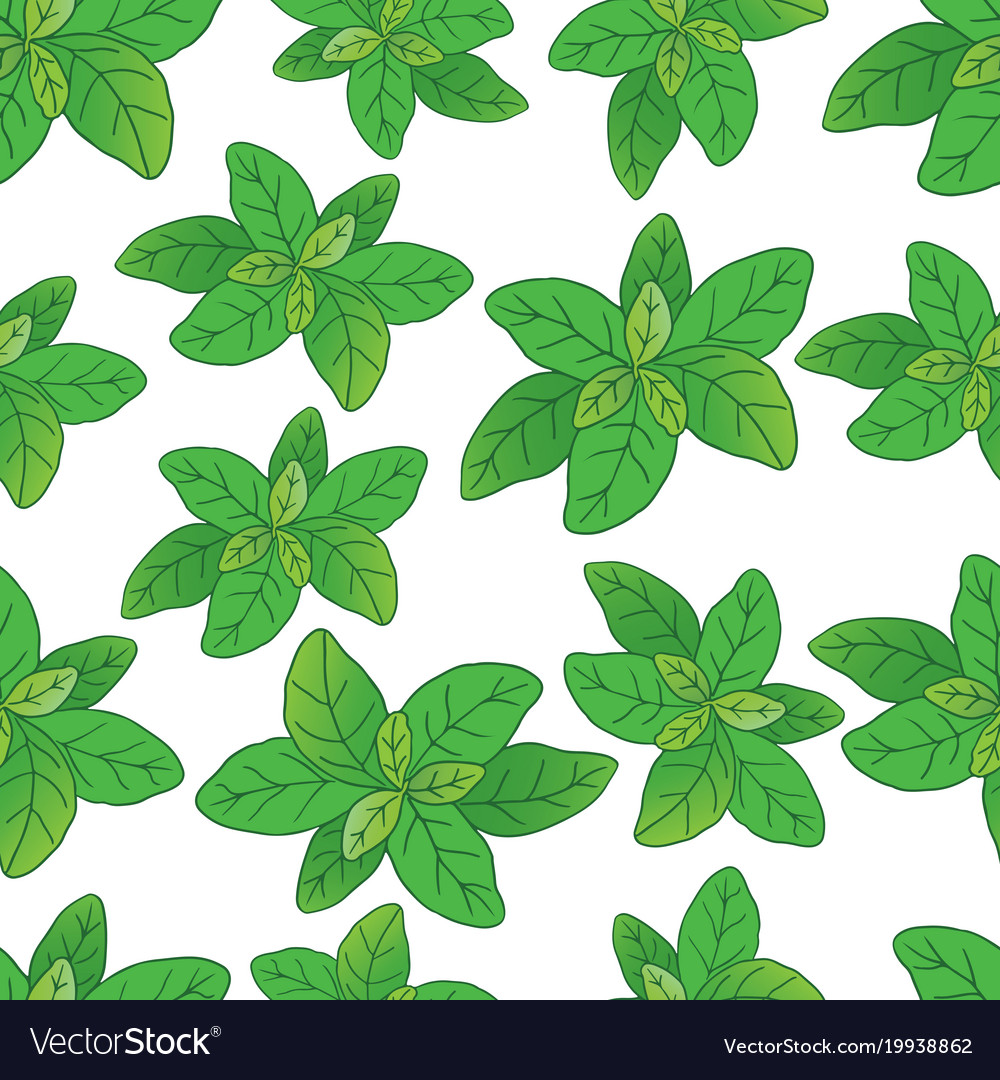 Basilic pattern 3