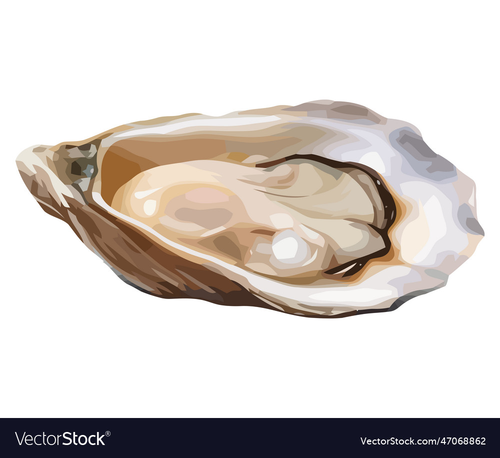 Fresh oyster design Royalty Free Vector Image VectorStock