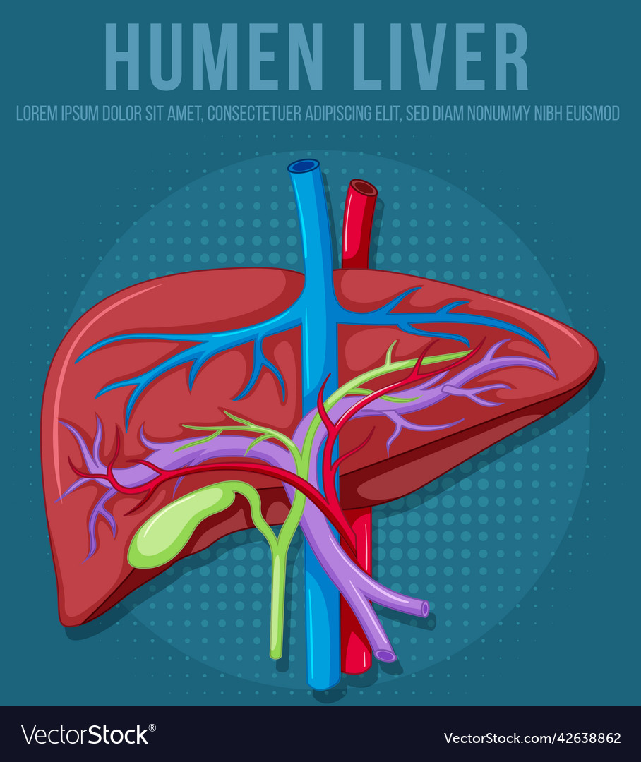 Human internal organ with liver Royalty Free Vector Image