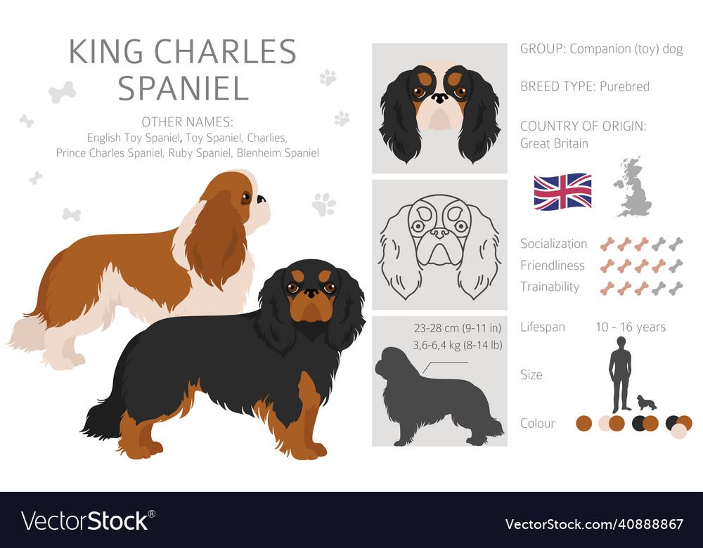 King chares spaniel clipart different poses coat