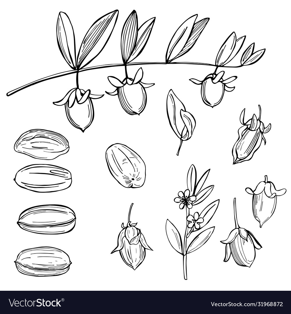 Hand drawn jojoba plants Royalty Free Vector Image