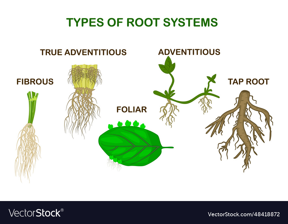 Types of root systems plants Royalty Free Vector Image