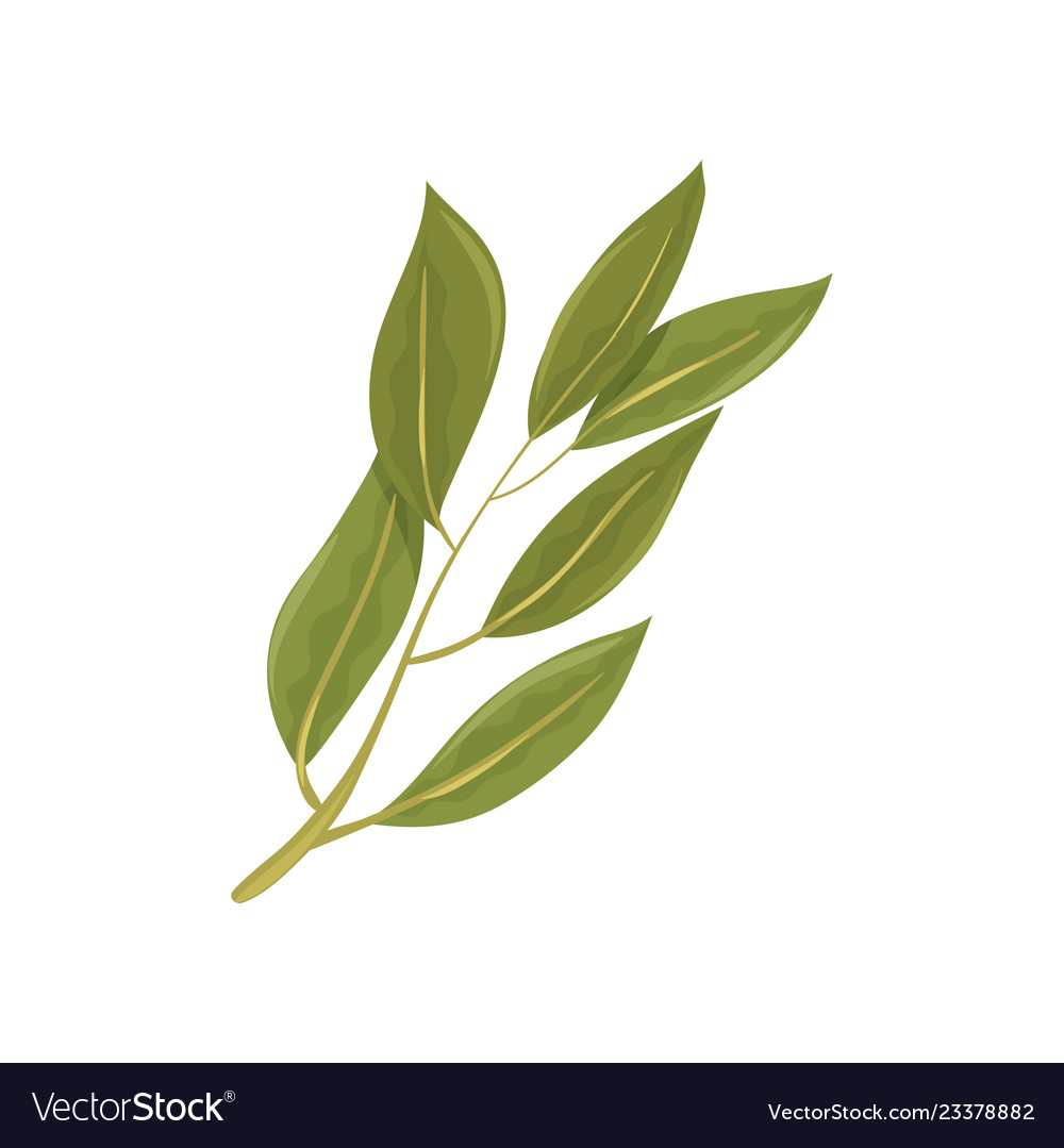 Sprig Green Bay Leaves Culinary Herb Spice Vector Image