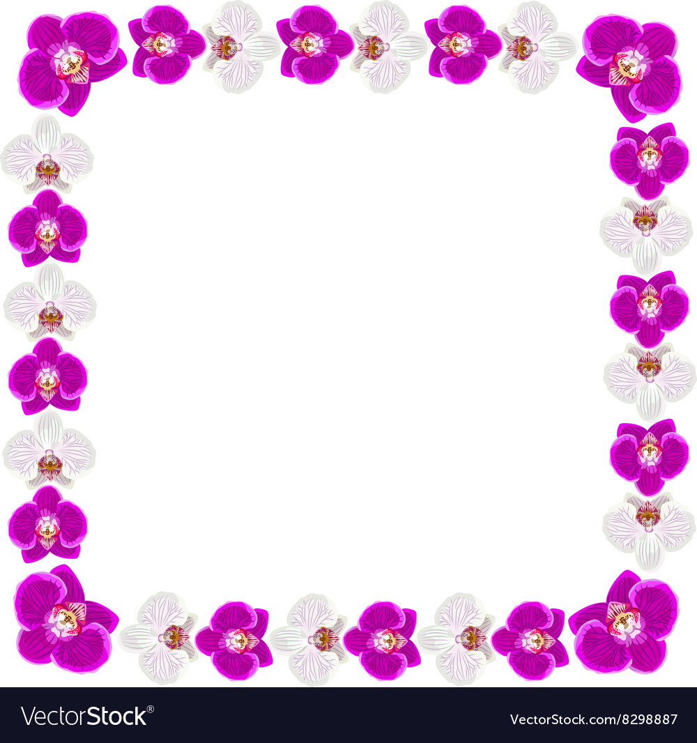 Beautiful orchid flowers frame Royalty Free Vector Image