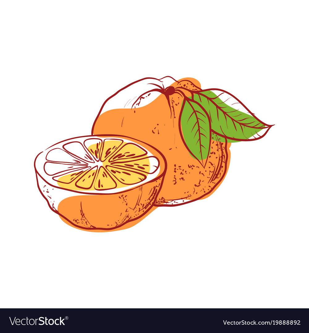 Ripe orange isolated icon Royalty Free Vector Image