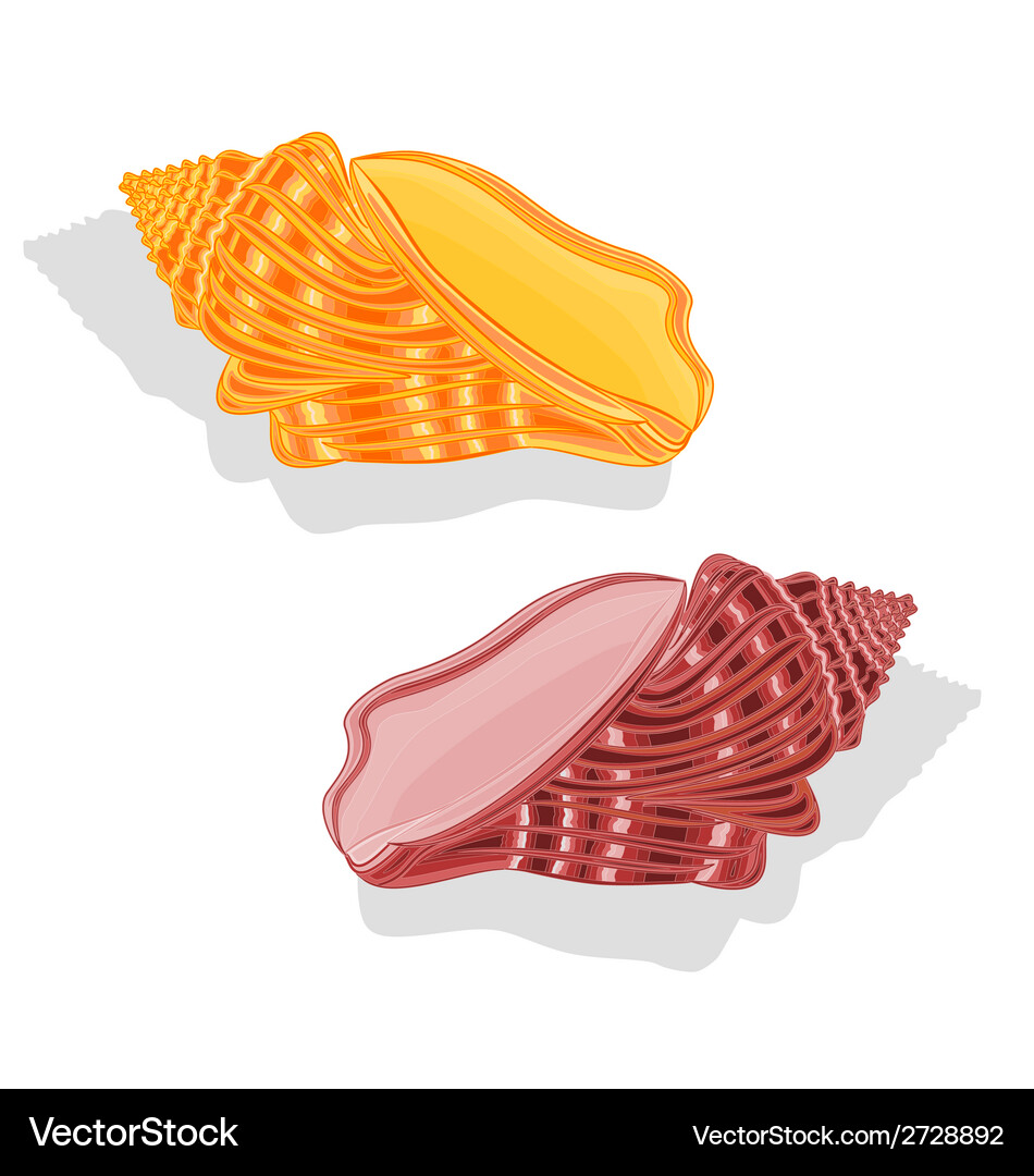 Sea shells Royalty Free Vector Image - VectorStock