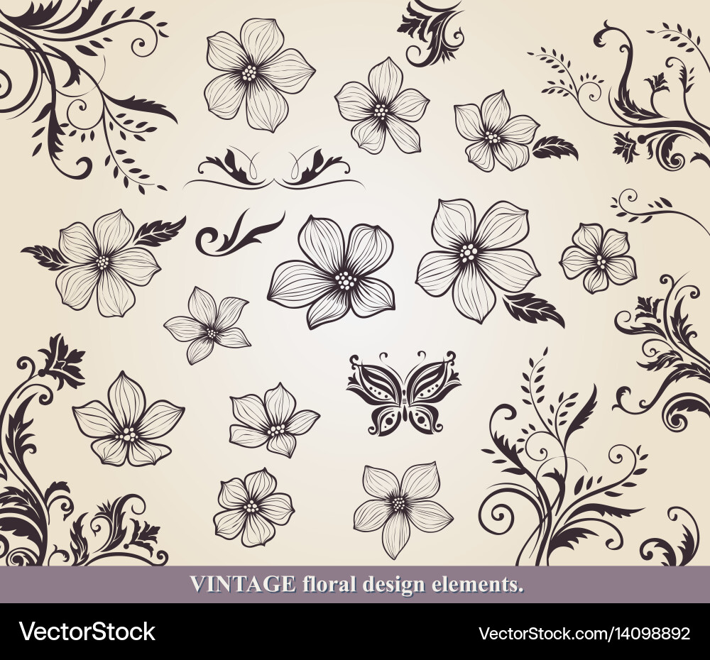Set flower design elements Royalty Free Vector Image
