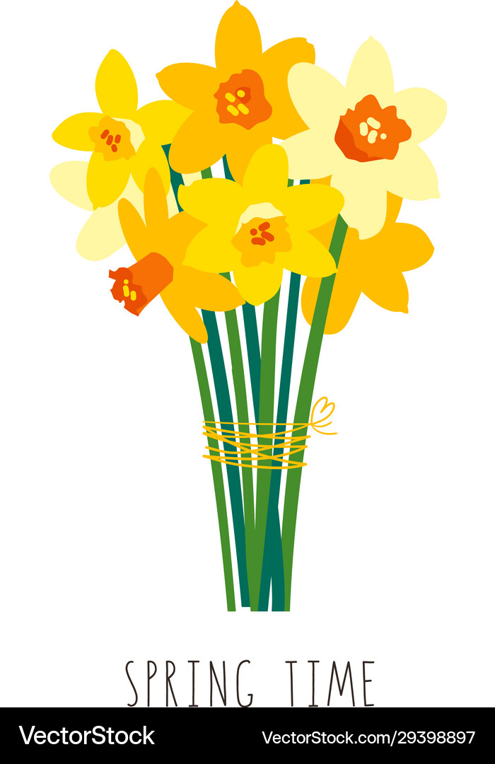 Bouquet Yellow Daffodils Isolated On White Vector Image