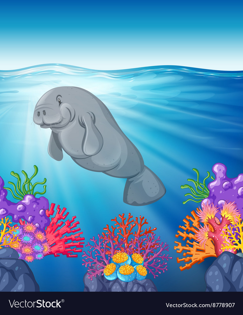 Manatee swimming under the ocean Royalty Free Vector Image