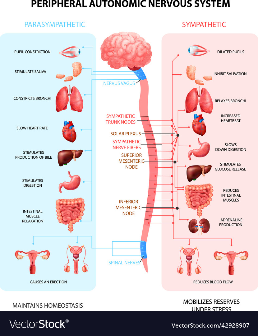 Nervous system realistic chart Royalty Free Vector Image