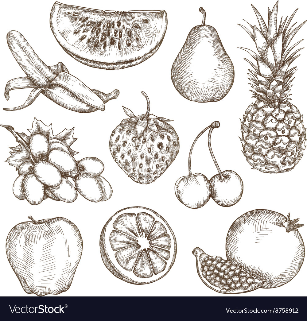 Fruit sketches hand drawing Royalty Free Vector Image