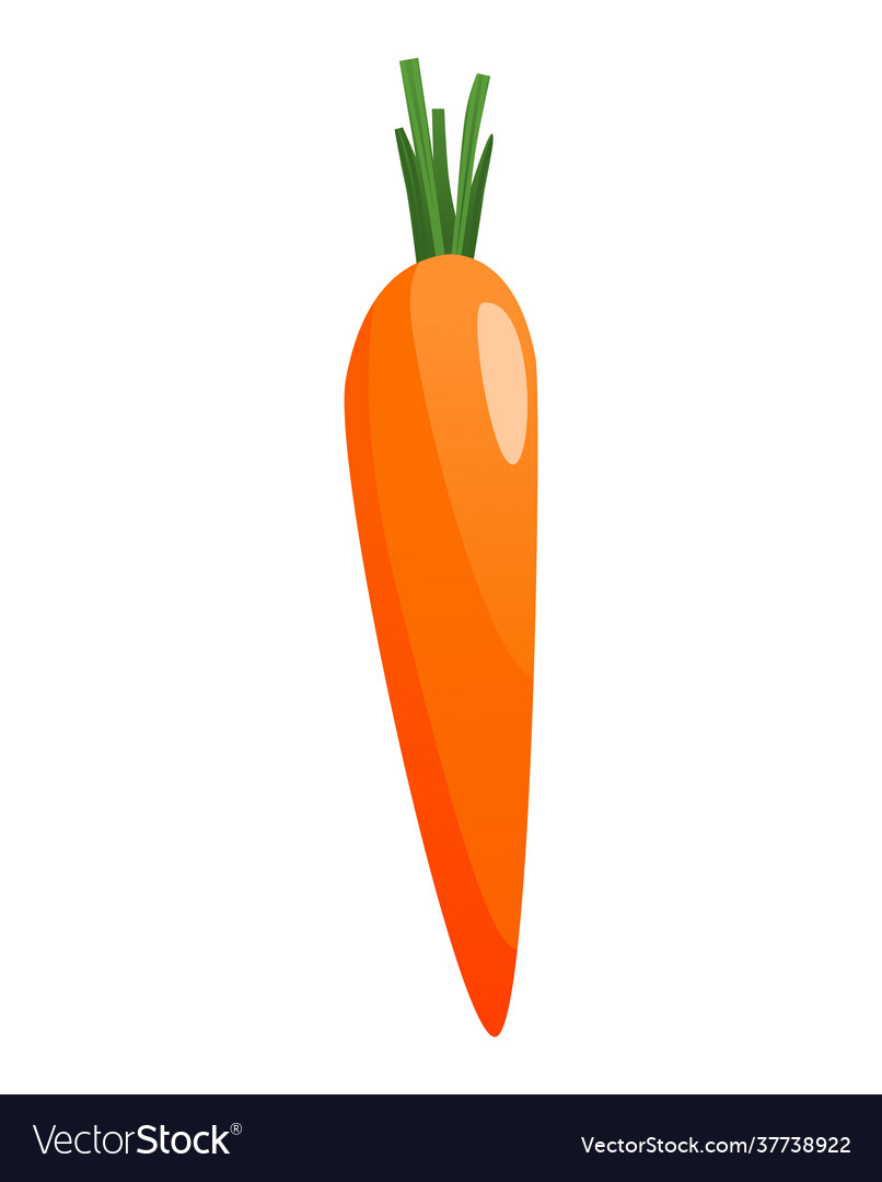 Carrots with leaves on top and orange root fresh Vector Image Carrots with leaves on top and orange root fresh Vector Image