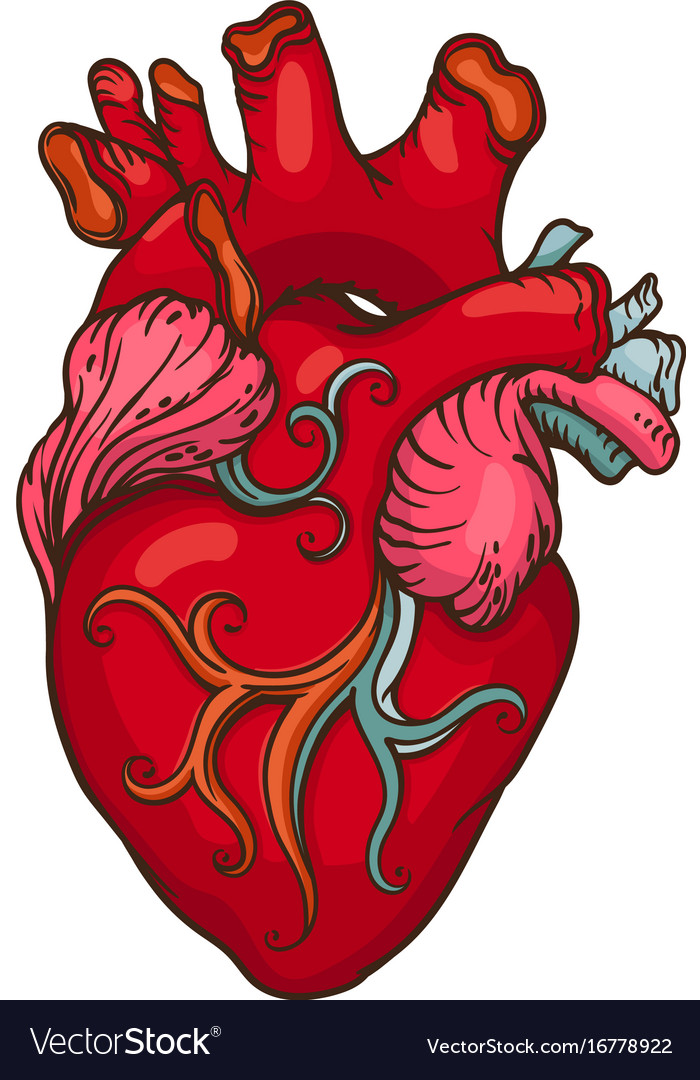 Drawing of stylized human heart Royalty Free Vector Image