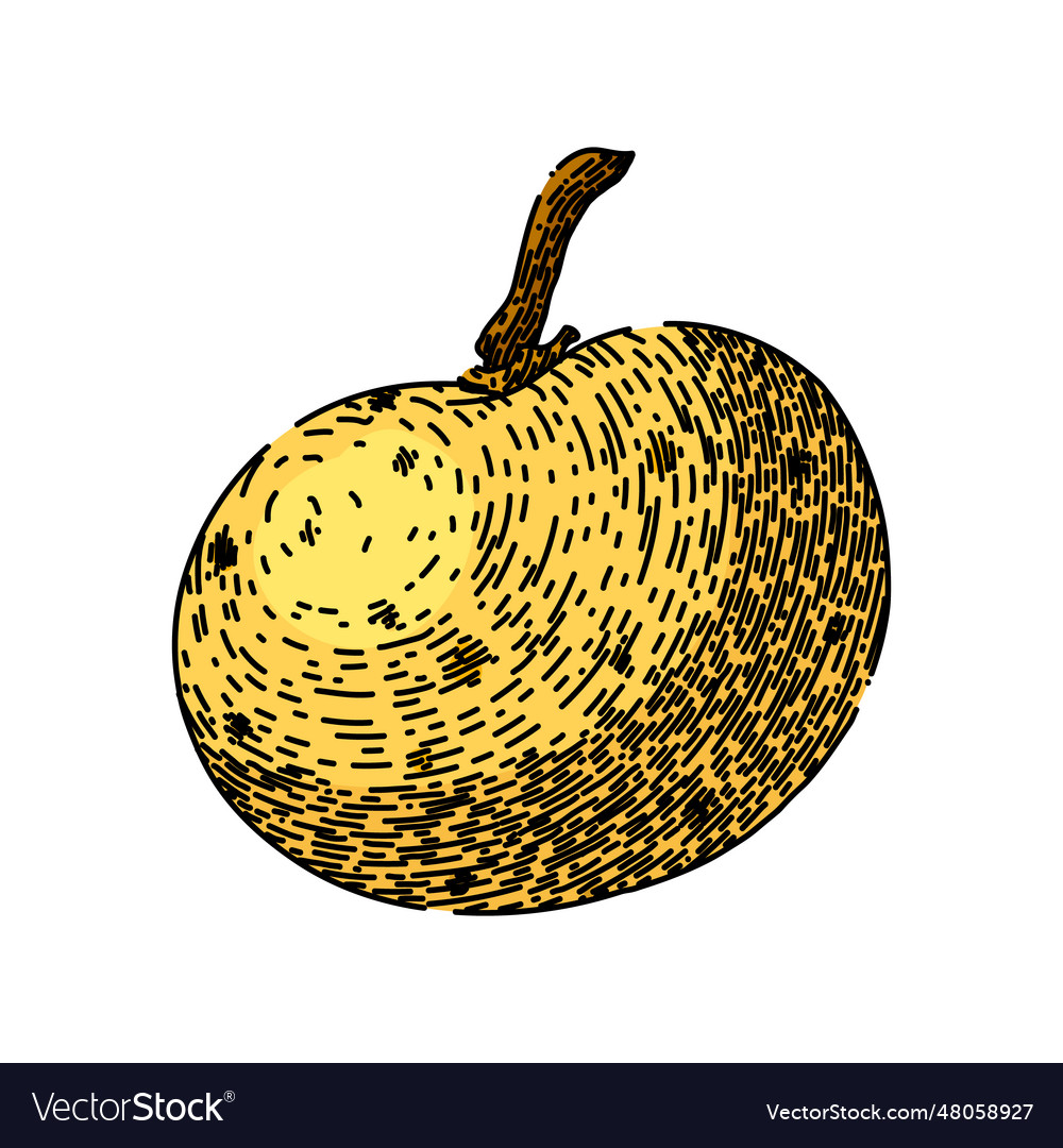 Asian longan fruit sketch hand drawn Royalty Free Vector