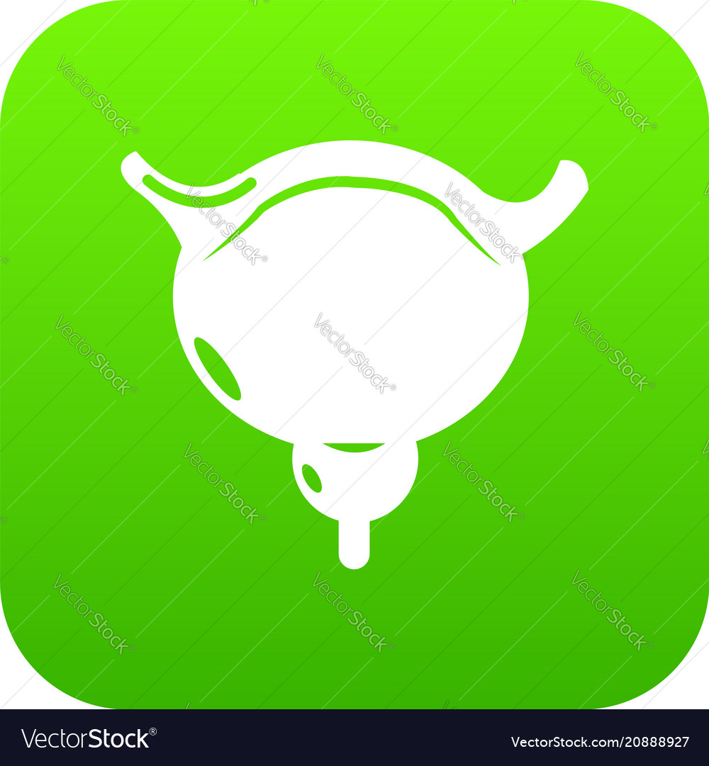 Human bladder icon green Royalty Free Vector Image