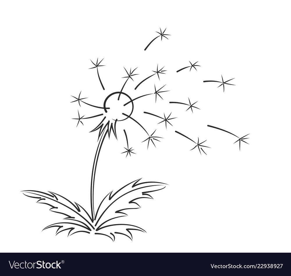 Sketch of field dandelion