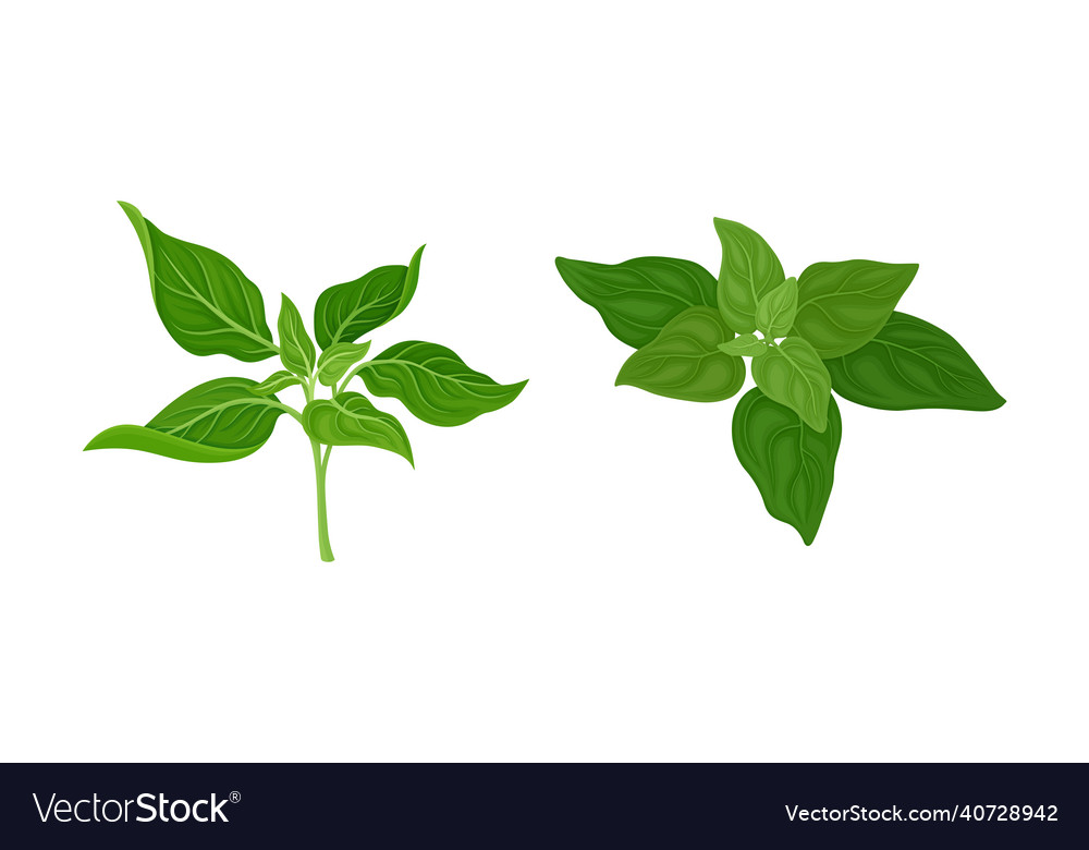 Culinary plants set mint spinach fresh green vector image Culinary plants set mint spinach fresh green