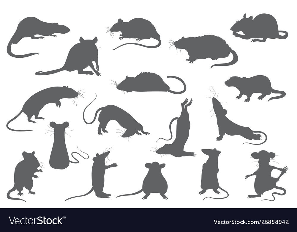 Different rats collection rat poses and exercises