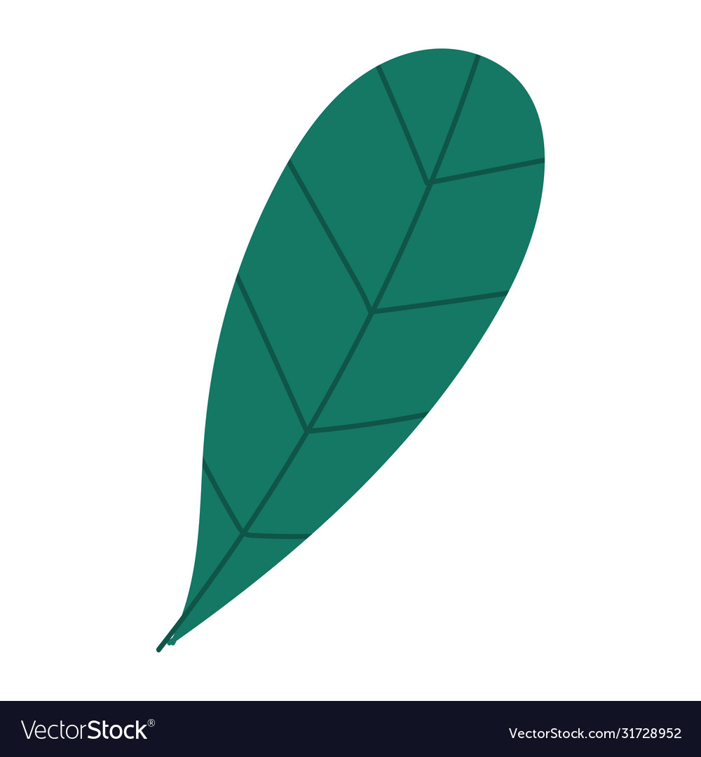 Green leaf foliage nature botanical isolated icon Vector Image