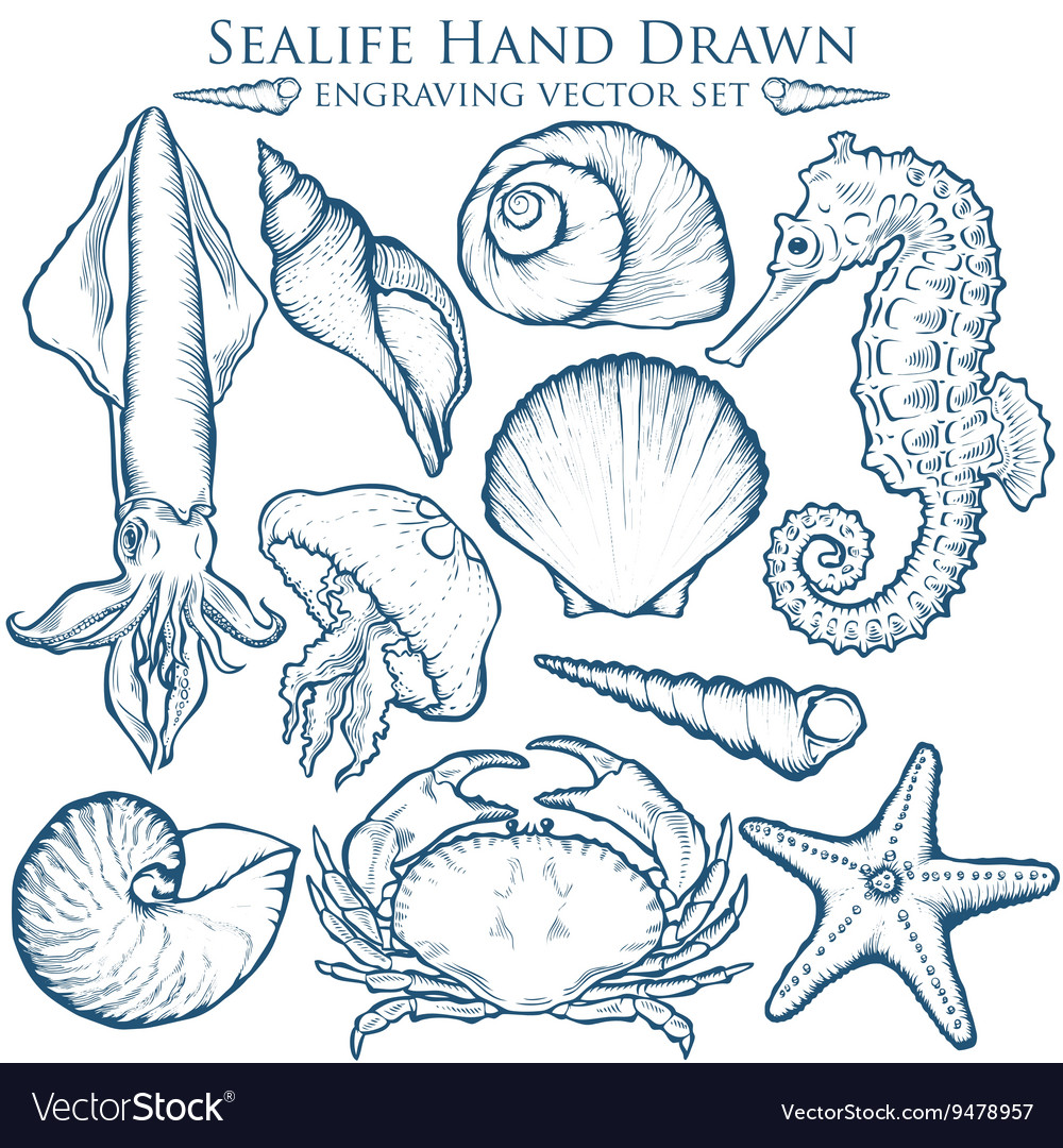 Hand drawn sealife set Royalty Free Vector Image