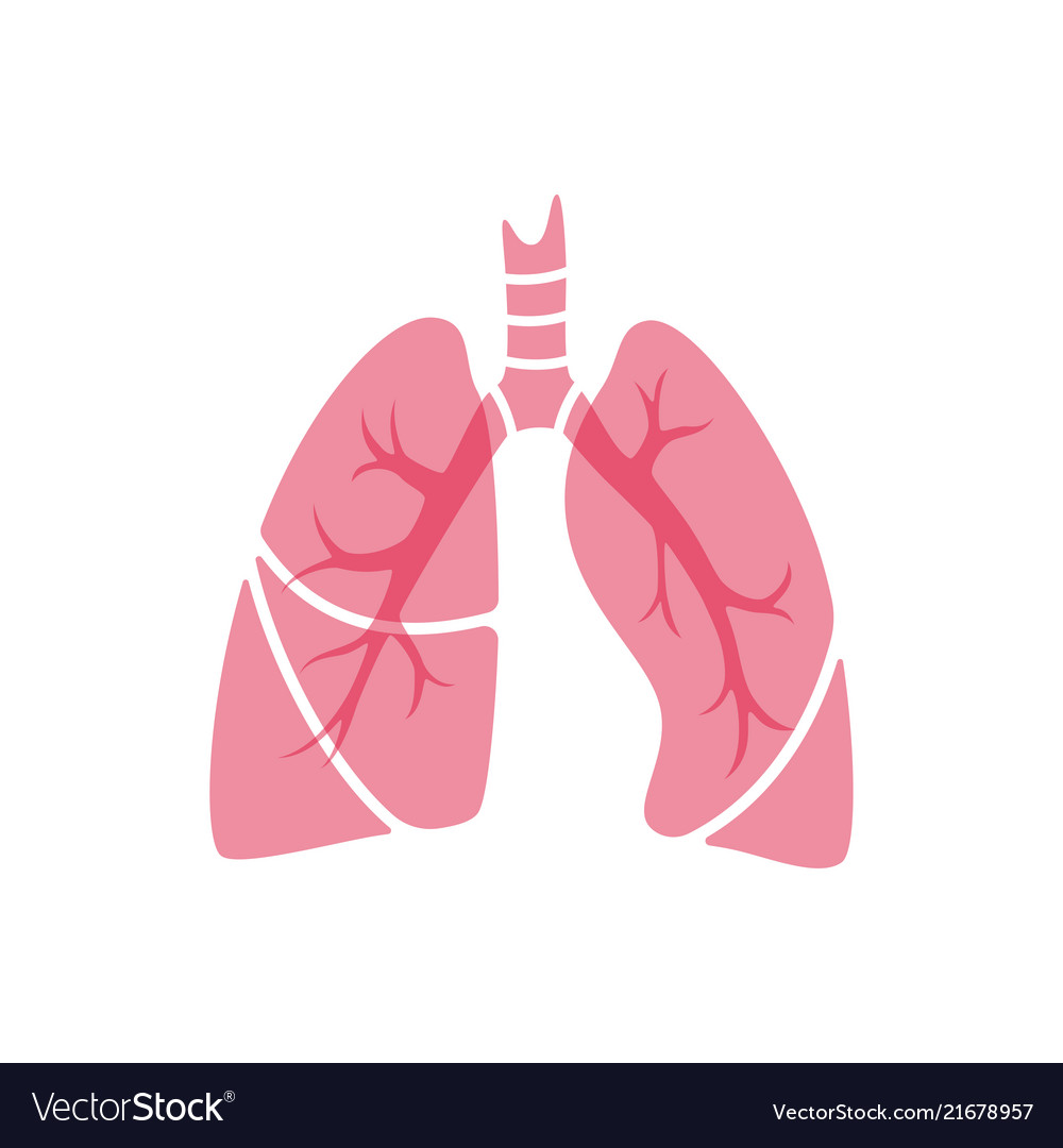 Isolated of lung Royalty Free Vector Image - VectorStock