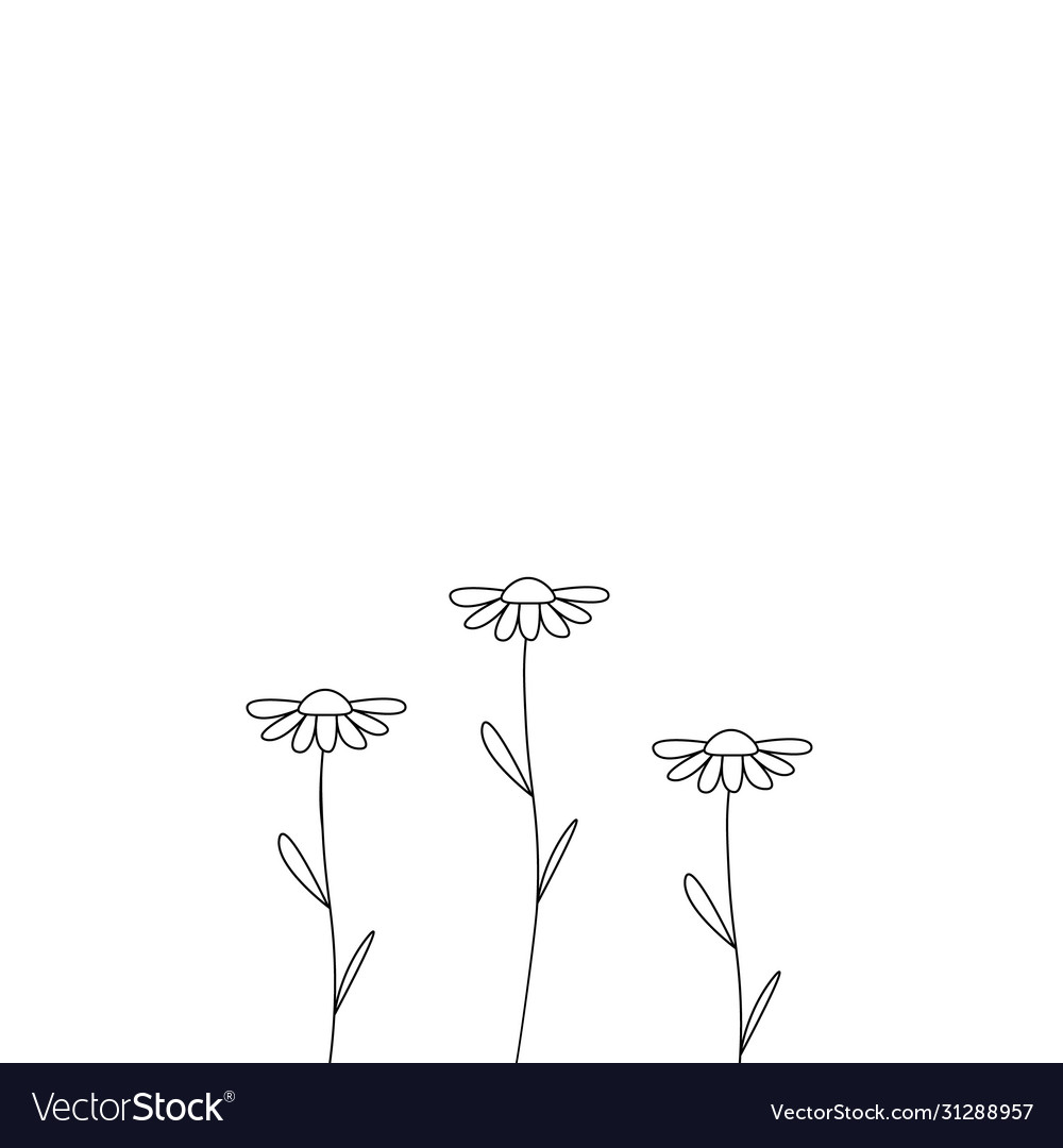 Spring flowers line background with chamomile