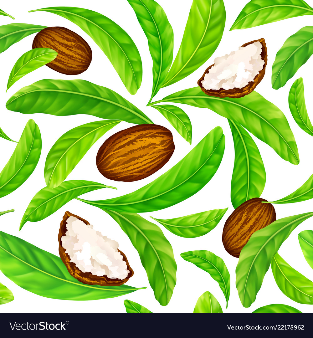 Shea nuts with leaves in pattern