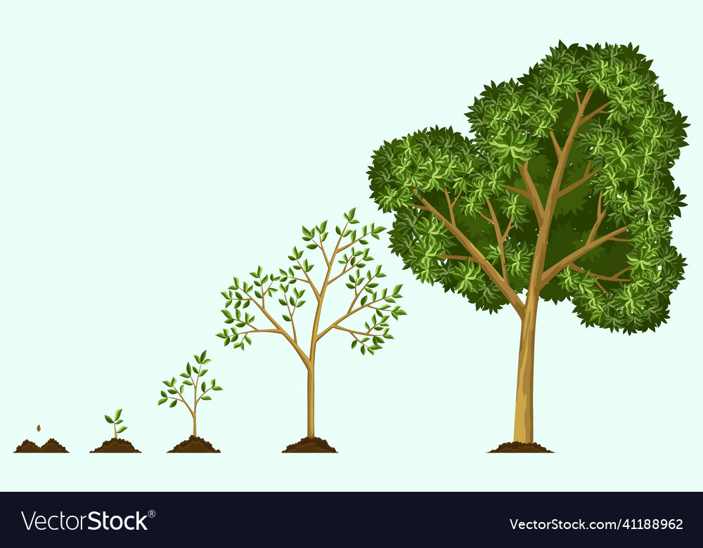 Stages growth of tree from seed watering Vector Image