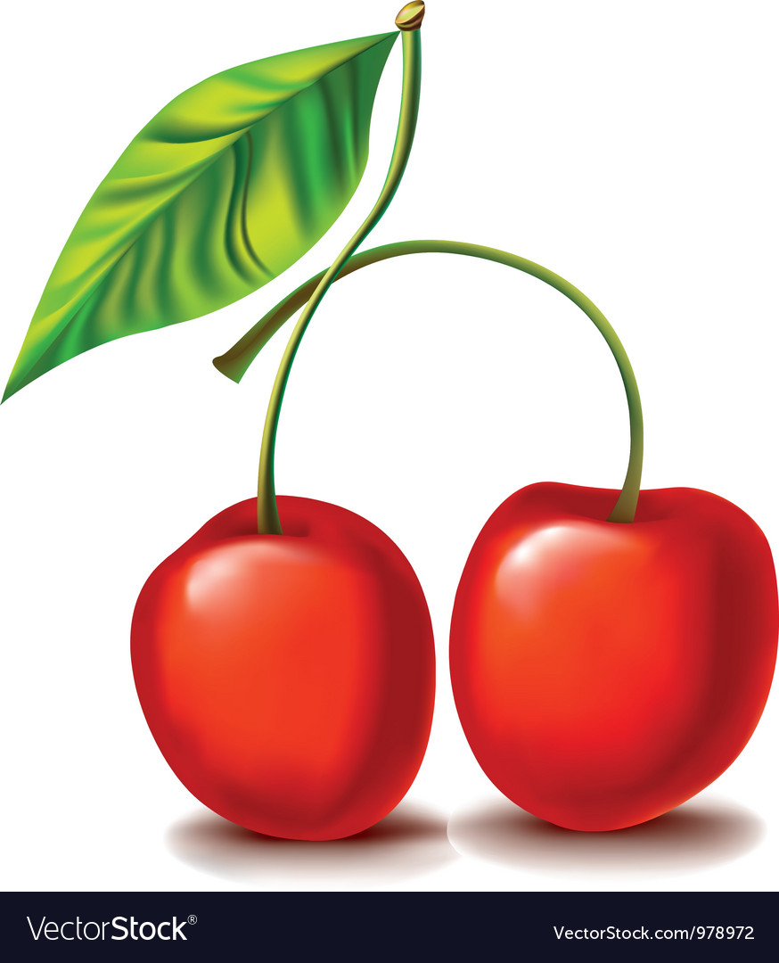 Cherry Royalty Free Vector Image - VectorStock