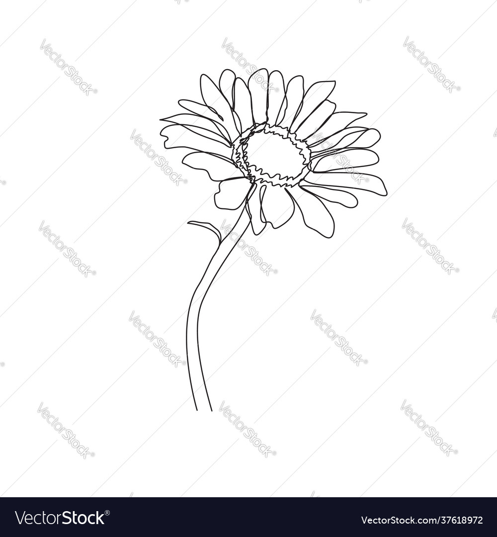 Hand drawn chamomile outline drawing isolated Vector Image