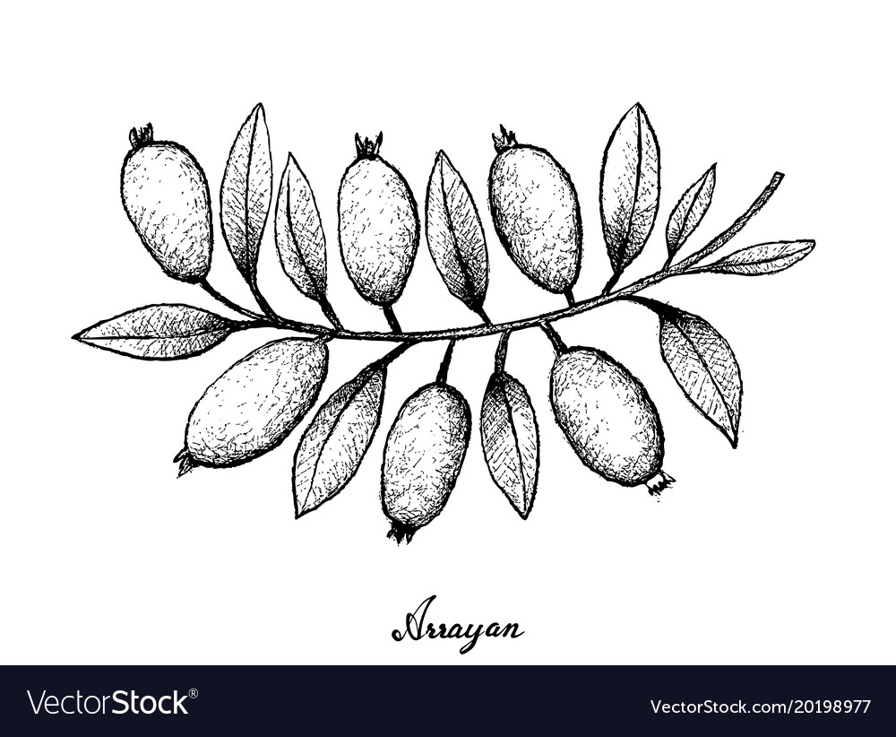 Arrayan Fruits Sketch