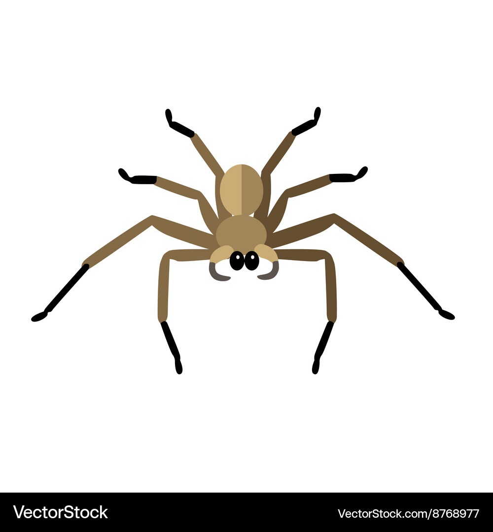 Spider icon Royalty Free Vector Image - VectorStock