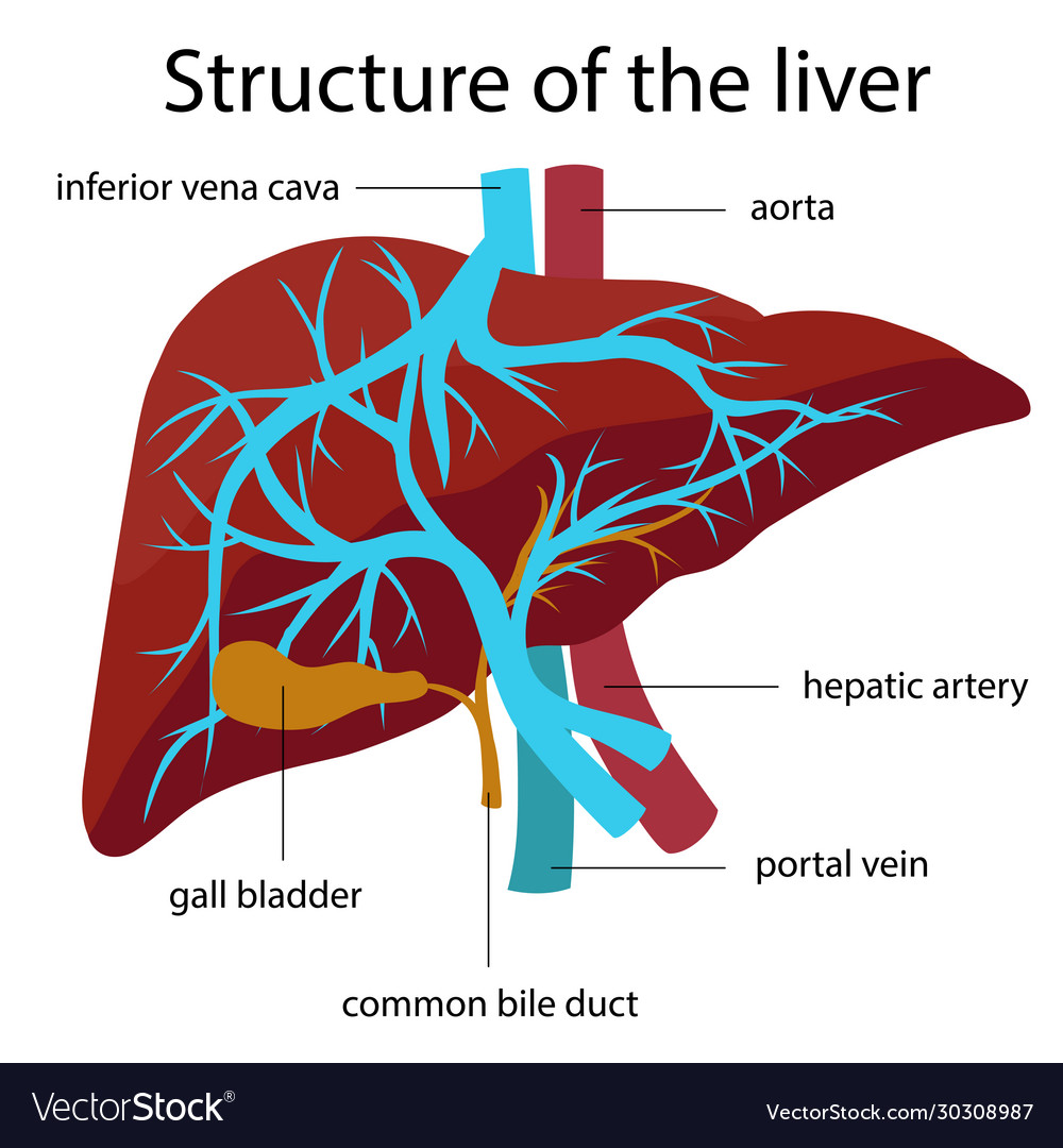 Liver structure Royalty Free Vector Image - VectorStock