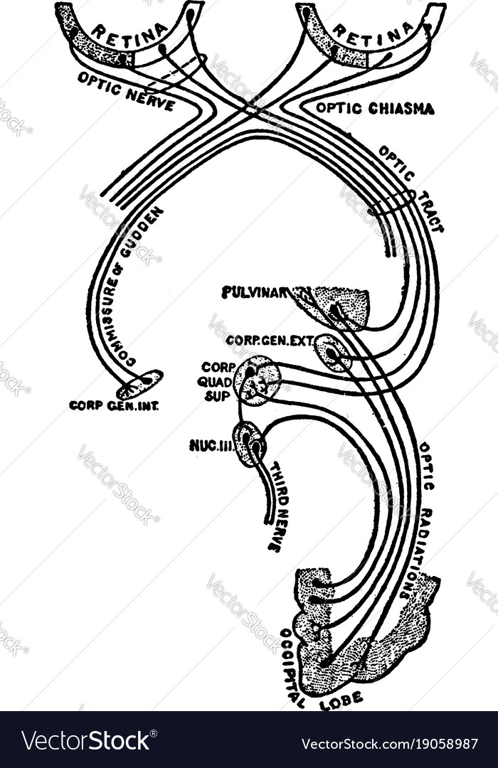 🎉 Optic tract. Visual system. 20190222