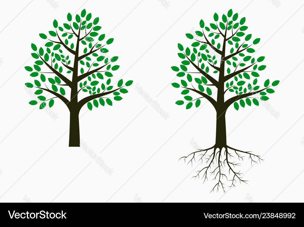 Tree with leaf and root Royalty Free Vector Image