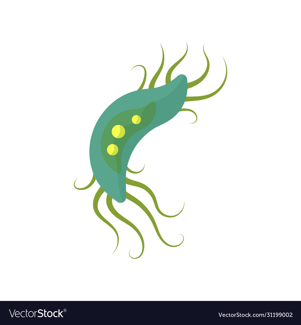 Bacteria Virus coronavirus vector image Bacteria Virus coronavirus