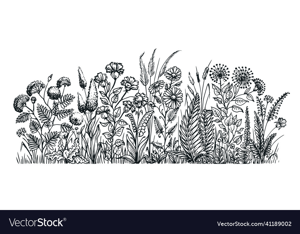 Flowers and herbs vintage meadow grass and plants Vector Image