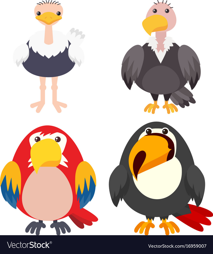 Four types of birds on white background