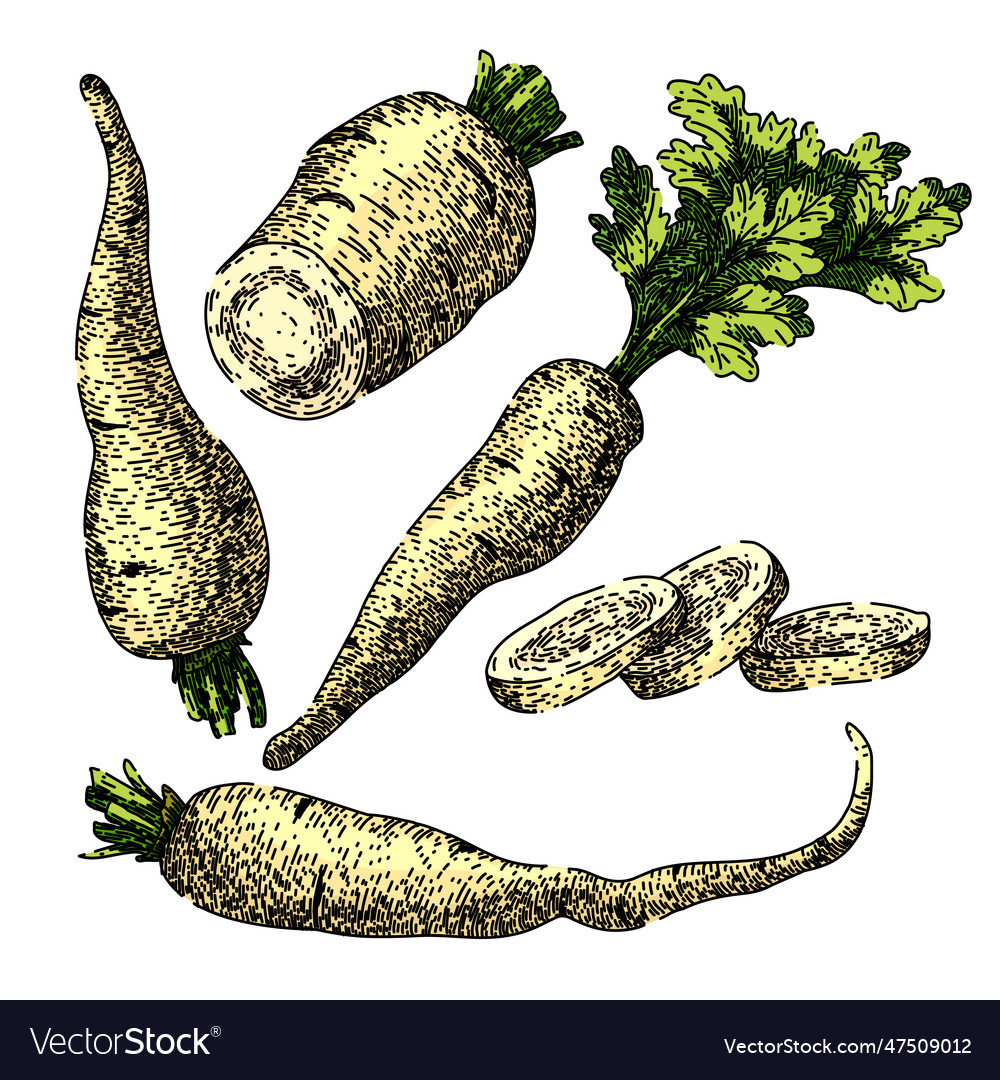 Parsnip white root set sketch hand drawn Vector Image Parsnip white root set sketch hand drawn