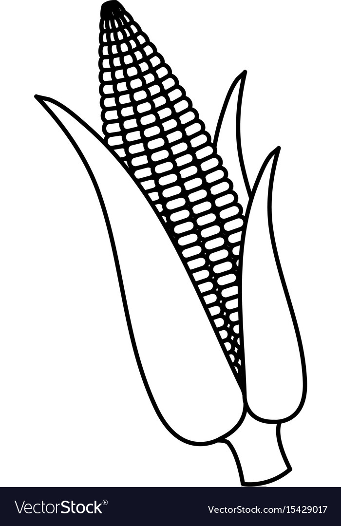 Corn cob isolated icon