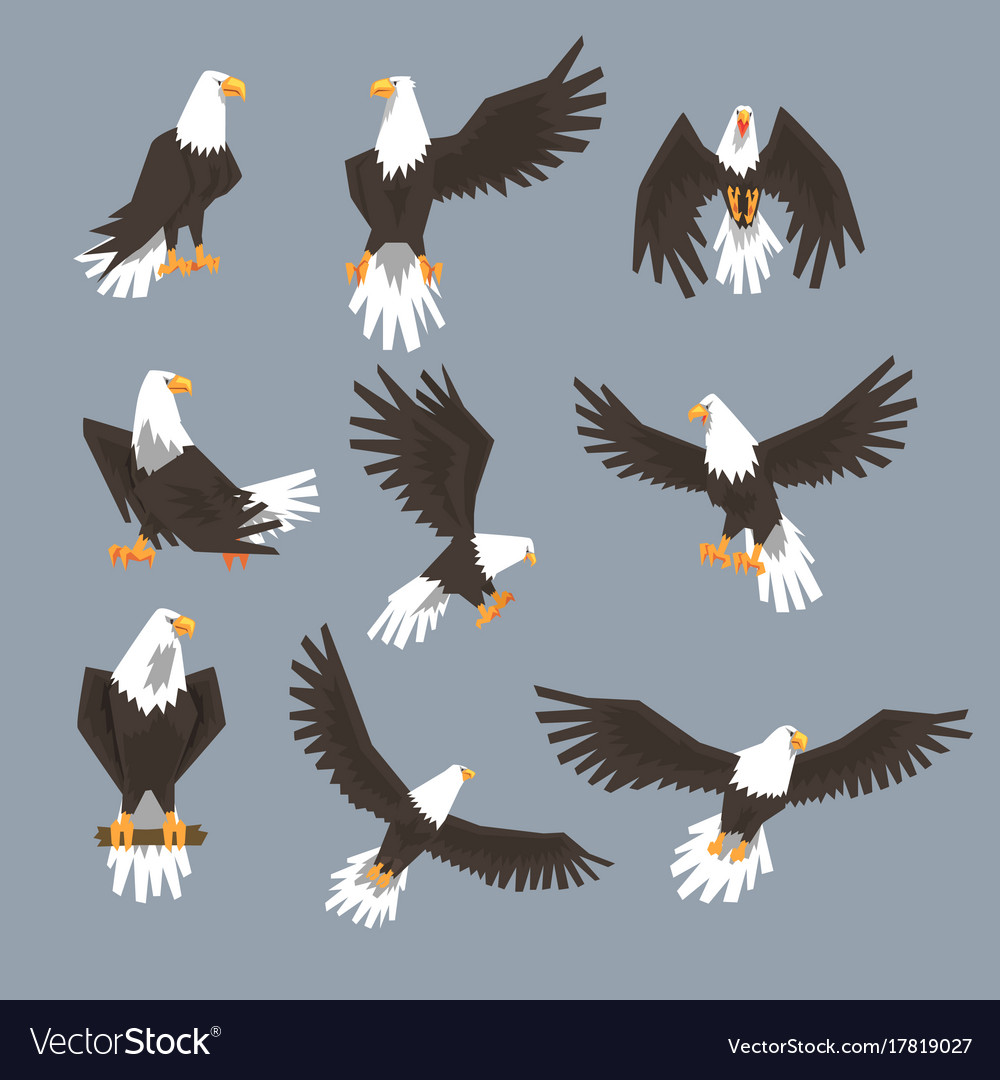 bald eagle image set on grey background royalty free vector