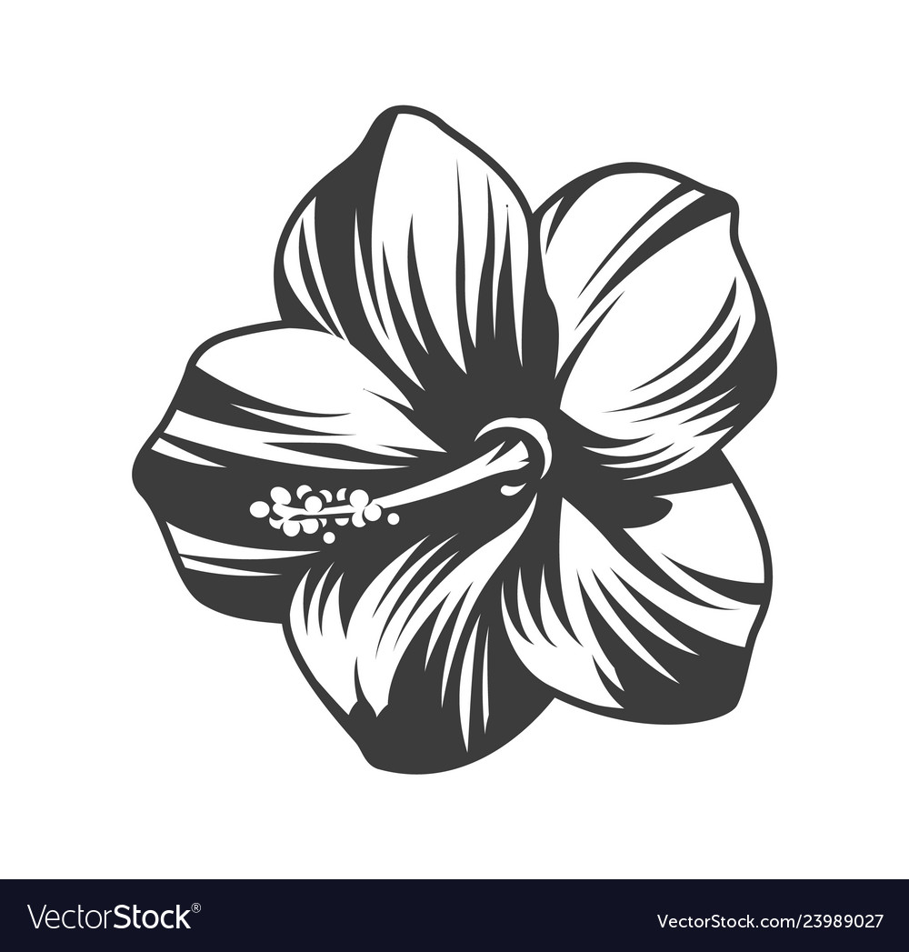 Beautiful blooming hibiscus flower Royalty Free Vector Image