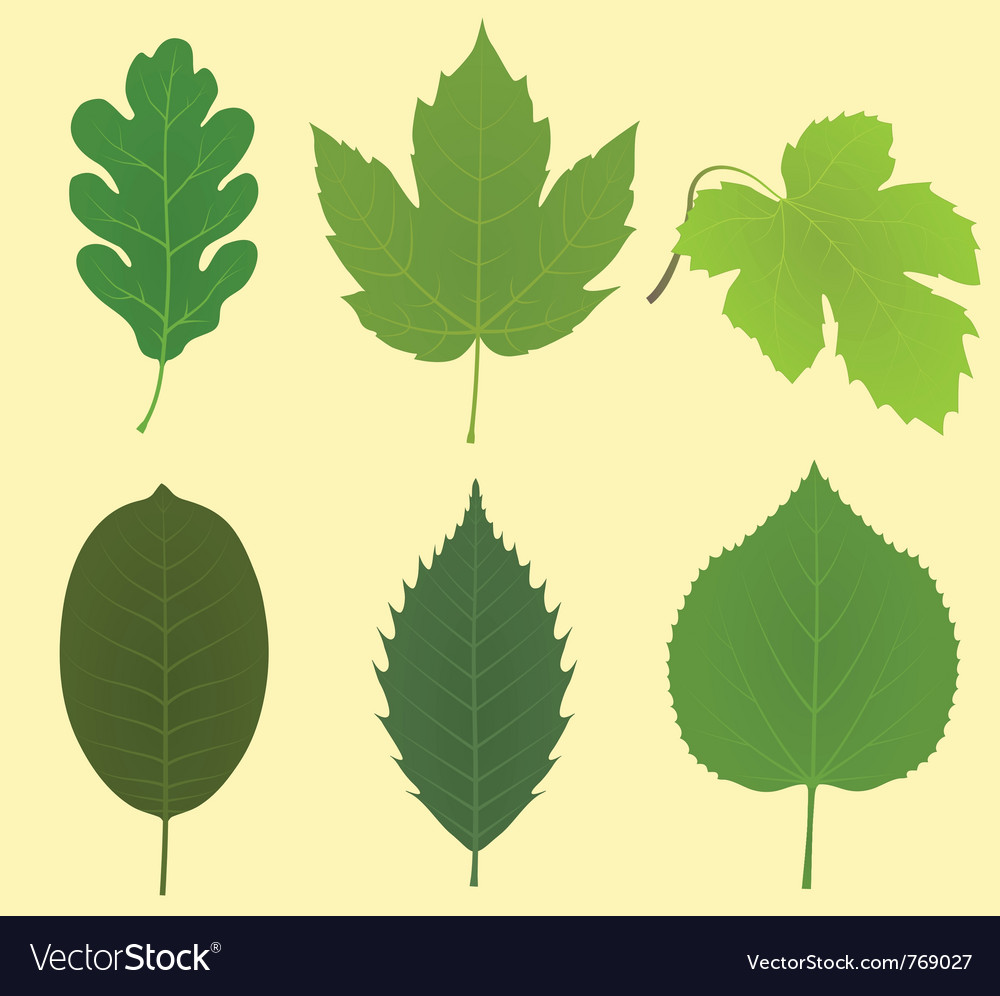 Collection of leaves Royalty Free Vector Image