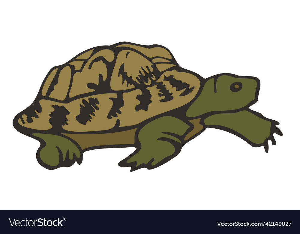 Turtle hand drawn tortoise Royalty Free Vector Image