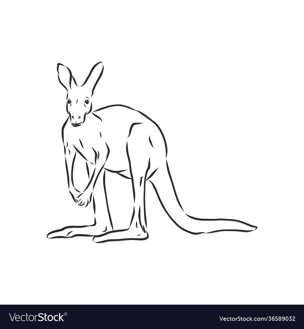 Drawing a kangaroo sketch vector image Drawing a kangaroo sketch