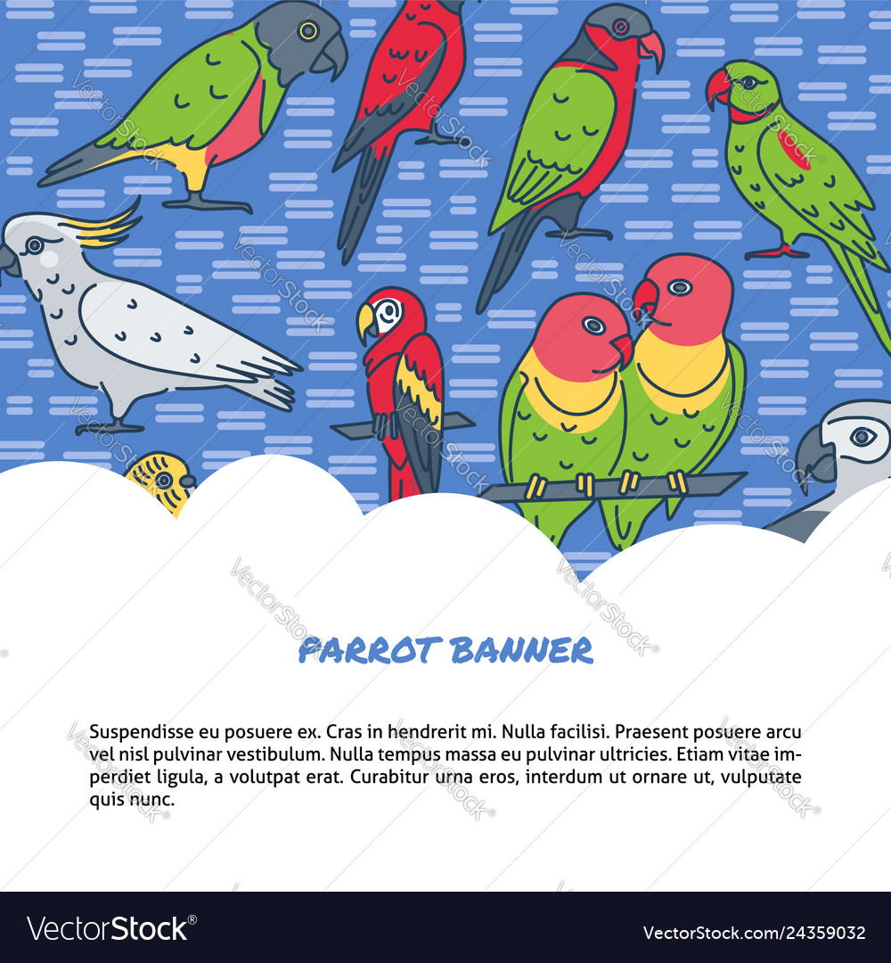 Parrots background in line style with text vector image Parrots background in line style with text